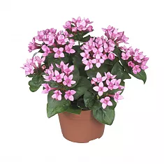 Бувардия - Bouvardia D12 H20