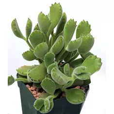 Котиледон - Cotyledon D9 H12