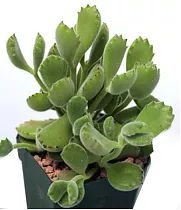 Котиледон - Cotyledon D9 H12