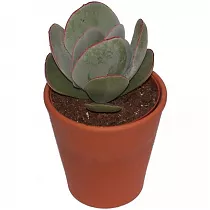 Котиледон округлый - Cotyledon orbiculata D9  H15