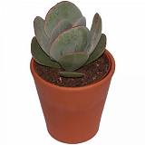 Котиледон округлый - Cotyledon orbiculata D9  H15