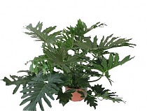Филодендрон Двоякоперистый Селлоум - Philodendron Bipinnatifidum (selloum) D40 H140