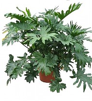 Филодендрон Двоякоперистый Селлоум - Philodendron Bipinnatifidum (selloum) D50 H160