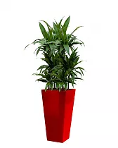 Драцена Джанет Крейг + + Lechuza Cubico Color 30