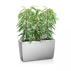 Фикус Али 3 штуки + Lechuza CARARO