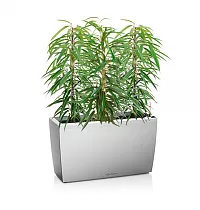 Фикус Али 3 штуки + Lechuza CARARO