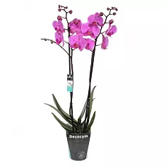 Фаленопсис Cardinal 2 цветоноса - Phalaenopsis D12 H50