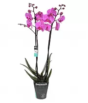 Фаленопсис Cardinal 2 цветоноса - Phalaenopsis D12 H50