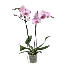 Фаленопсис Ever Spring Prince Pink 2 цветоноса - Phalaenopsis D12 H45