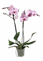 Фаленопсис Ever Spring Prince Pink 2 цветоноса - Phalaenopsis D12 H45