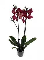Фаленопсис Anthura ‘Saida’ 2 цветоноса - Phalaenopsis D12 H50