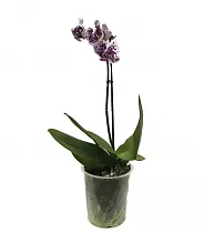 Алмериа - Almeria