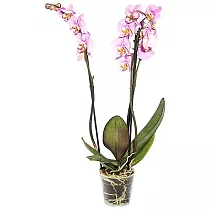 Фаленопсис Padova (Anthura) 2 цветоноса - Phalaenopsis D12 H50