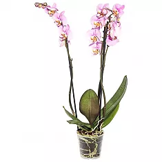 Фаленопсис Padova (Anthura) 2 цветоноса - Phalaenopsis D12 H50