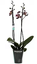 Фаленопсис Pinnacle Stripe - 2 цветоноса Phalaenopsis D12 H50