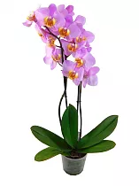 Фаленопсис Beaumont Anthura 2 цветоноса - Phalaenopsis D12 H50