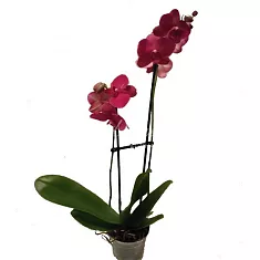 Фаленопсис Aberdrot 2 цветоноса - Phalaenopsis D12 H50