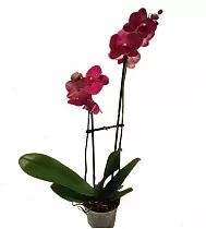 Фаленопсис Aberdrot 2 цветоноса - Phalaenopsis D12 H50