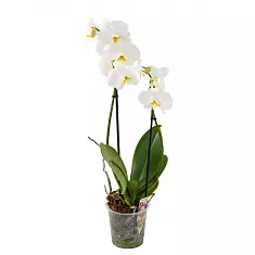 Фаленопсис Henry’s Song 2 цветоноса - Phalaenopsis D12 H45