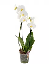 Фаленопсис Henry’s Song 2 цветоноса - Phalaenopsis D12 H45