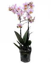 Фаленопсис Padova (Anthura) 2 цветоноса - Phalaenopsis D12 H50