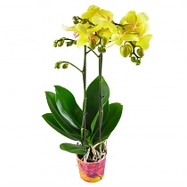 Фаленопсис Anthura Gold 2 цветоноса - Phalaenopsis D12 H50