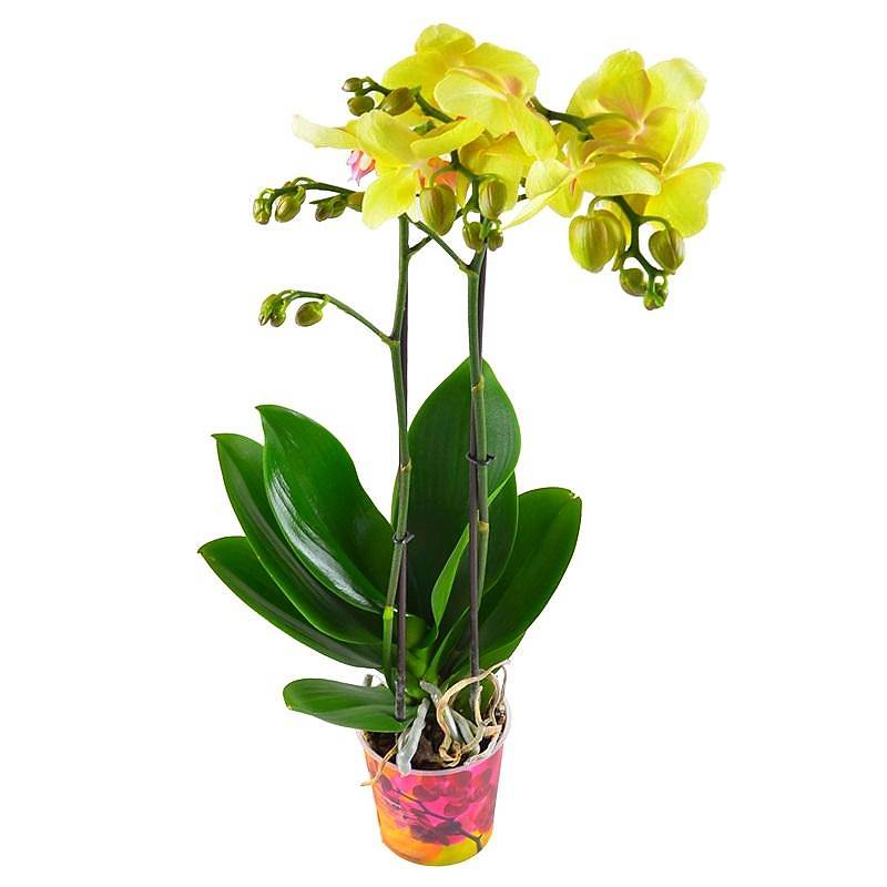 Фаленопсис Anthura Gold 2 цветоноса - Phalaenopsis D12 H50