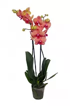 Фаленопсис Multi Princess Esmeralda - 2 цветоноса Phalaenopsis D12 H50