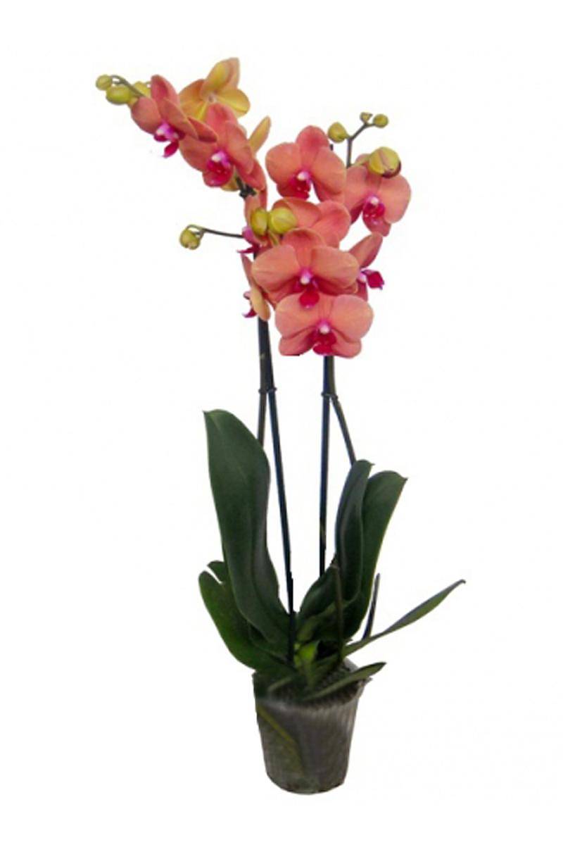 Фаленопсис Multi Princess Esmeralda - 2 цветоноса Phalaenopsis D12 H50