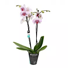 Фаленопсис Anthura ‘Murcia’ 2 цветоноса - Phalaenopsis D12 H50
