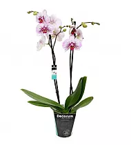Фаленопсис Anthura ‘Murcia’ 2 цветоноса - Phalaenopsis D12 H50