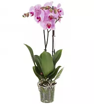 Фаленопсис Atlantis Optiflor 2 цветоноса - Phalaenopsis D12 H60