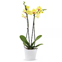 Фаленопсис Fuller Sunset 2 цветоноса - Phalaenopsis D12 H50