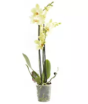 Фаленопсис Multi Anth Pompei - Phalaenopsis D12 H50
