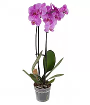 Фаленопсис Anthura ‘Pretoria’ 2 цветоноса - Phalaenopsis D12 H60
