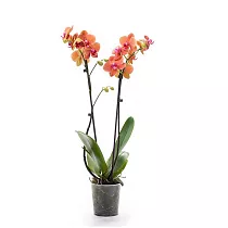 Фаленопсис Yellow Lemontree - Phalaenopsis D12 H45