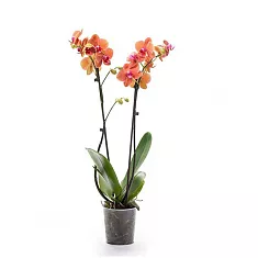 Фаленопсис Yellow Lemontree - Phalaenopsis D12 H45