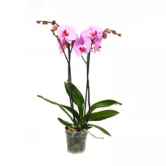 Фаленопсис Аlice Girl 2 цветоноса - Phalaenopsis D12 H45