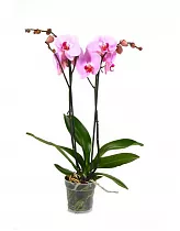 Фаленопсис Аlice Girl 2 цветоноса - Phalaenopsis D12 H45