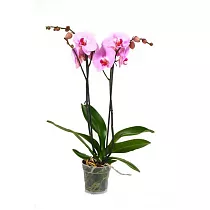 Фаленопсис Bloomington Anthura 2 цветоноса - Phalaenopsis D12 H45