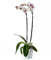 Фаленопсис Multi Anth Mukalla - 2 цветоноса Phalaenopsis D12 H80