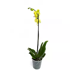 Сого сито - Phalaenopsis Sogo Shito ‘Montclair Gold Rush’