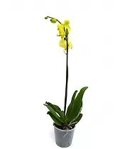 Сого сито - Phalaenopsis Sogo Shito ‘Montclair Gold Rush’