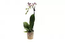 Мираж  - Phalaenopsis I-Hsin ‘Mirage’