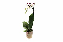 Фаленопсис - Phalaenopsis I-Hsin ‘Mirage’ D12 H50