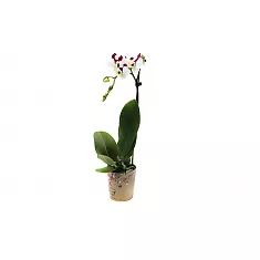 Мираж  - Phalaenopsis I-Hsin ‘Mirage’