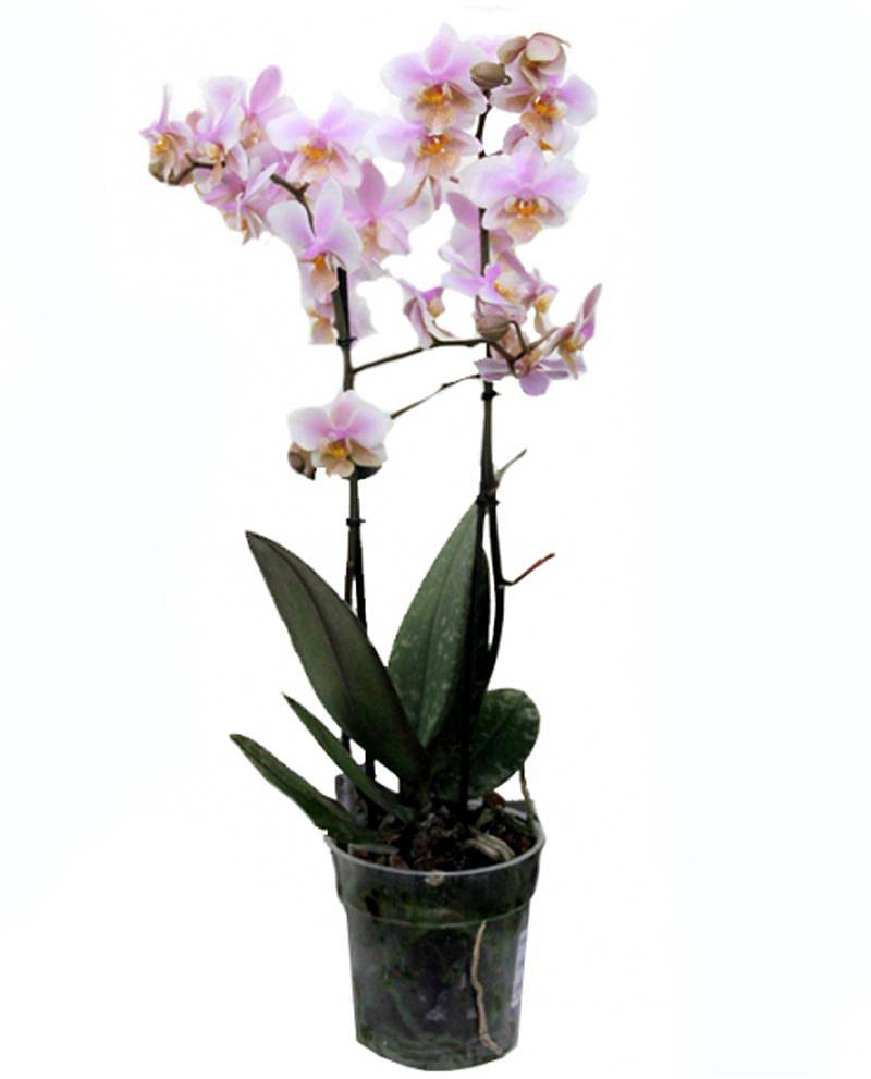 Фаленопсис Anthura ‘Nashville’ 2 цветоноса - Phalaenopsis D12 H60