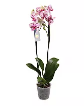 Фаленопсис Dtps Joy Angel Voice Selene Joy 2 цветоноса - Phalaenopsis D12 H60