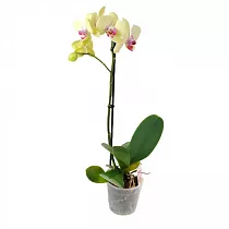 Фал. Амалфи - Amalfi