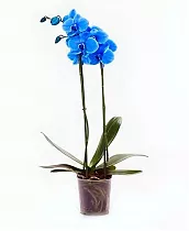 Фаленопсис Синий Royal Bue  2 цветоноса - Phalaenopsis D12 H50